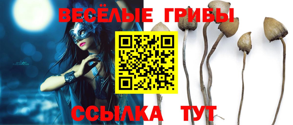 Псилоцибиновые грибы Psilocybe Черногорск
